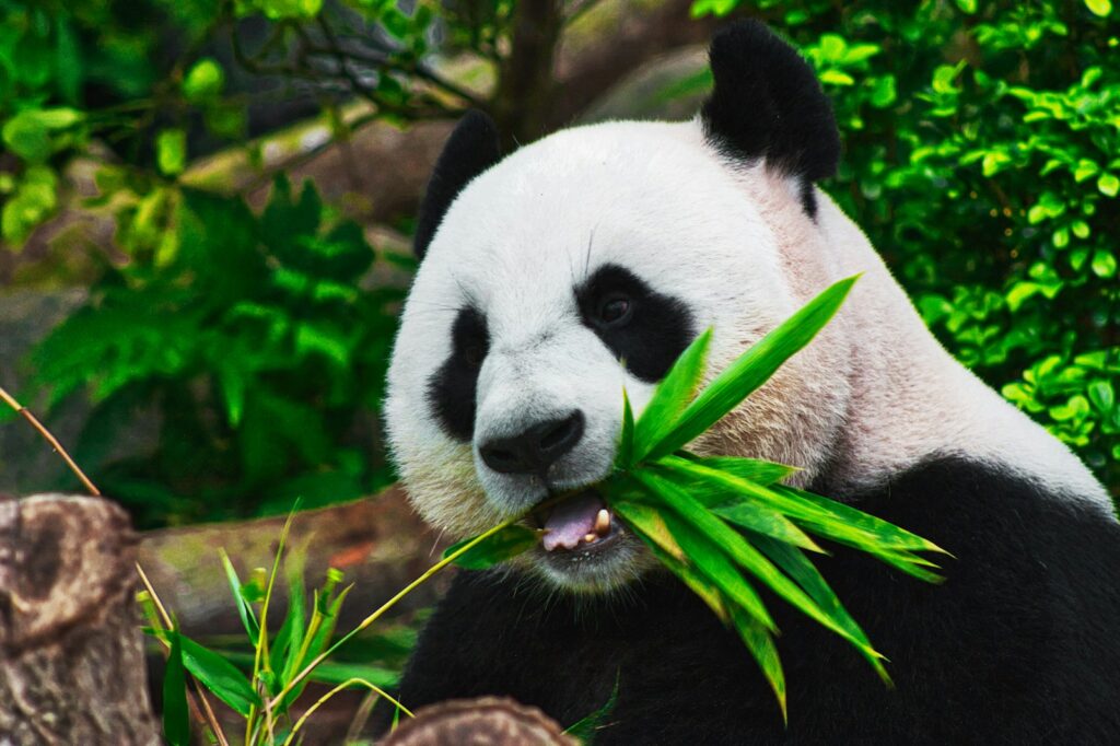 Diplomacia do Panda - soft power chinês